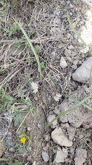 Allium obtusum obtusum