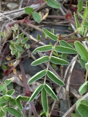 Astragalus robbinsii