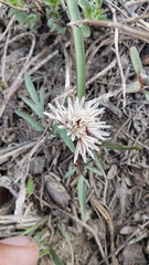 Allium obtusum obtusum