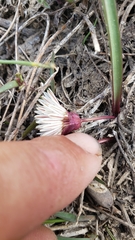 Allium obtusum obtusum