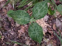 Trillium luteum