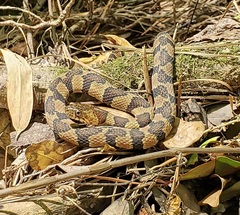 Nerodia sipedon pleuralis