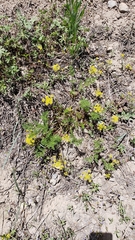 Cymopterus terebinthinus