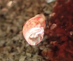 Eulithidium pulloides