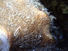Caecum californicum