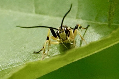 Ichneumon annulatorius