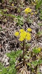 Cymopterus terebinthinus