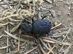 Cychrus tuberculatus