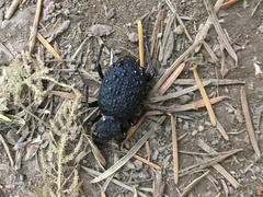 Cychrus tuberculatus