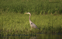 Ardea herodias herodias