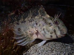 Hypsoblennius gilberti