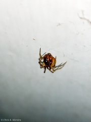 Nesticodes rufipes