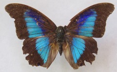 Prepona laertes octavia