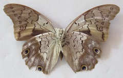 Prepona laertes octavia