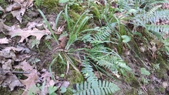 Carex laxiculmis copulata