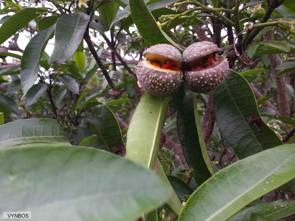 Tabernaemontaninae