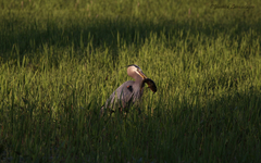 Ardea herodias herodias