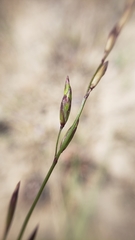 Melica fugax
