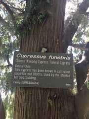 Cupressus pendula