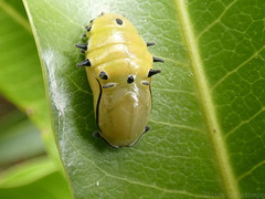 Rhetus arcius