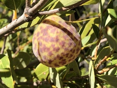 Andricus vacciniifoliae