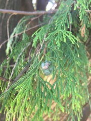 Cupressus pendula