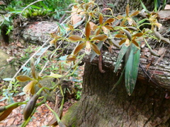Encyclia candollei