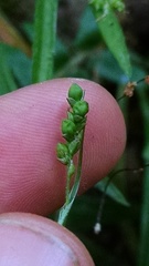 Carex laxiculmis copulata