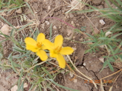 Senna pumilio