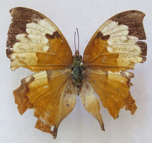 Zaretis crawfordhilli