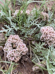 Vesper montanus