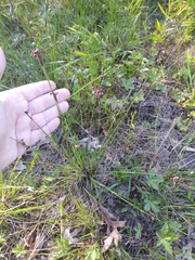 Sisyrinchium mucronatum