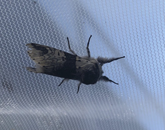 Furcula scolopendrina