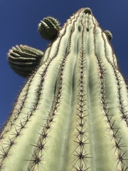 Carnegiea gigantea
