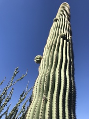 Carnegiea gigantea