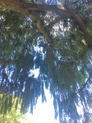 Cupressus pendula