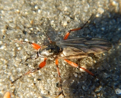 Bibio xanthopus