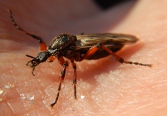 Bibio xanthopus