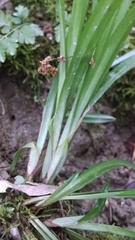 Carex laxiculmis copulata