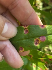 Puccinia andropogonis
