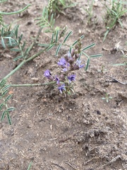 Astragalus ceramicus