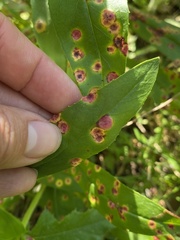 Puccinia andropogonis