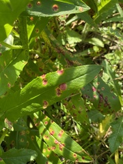 Puccinia andropogonis