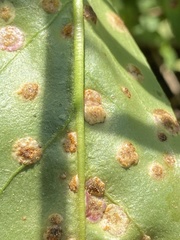 Puccinia andropogonis