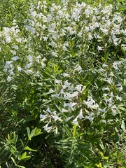 Puccinia andropogonis