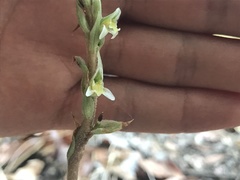 Brachystele unilateralis