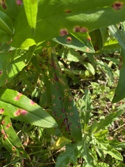 Puccinia andropogonis