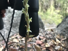 Brachystele unilateralis