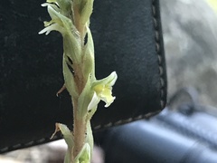 Brachystele unilateralis