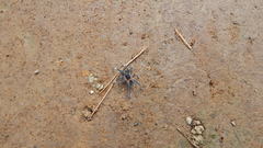 Sericopelma